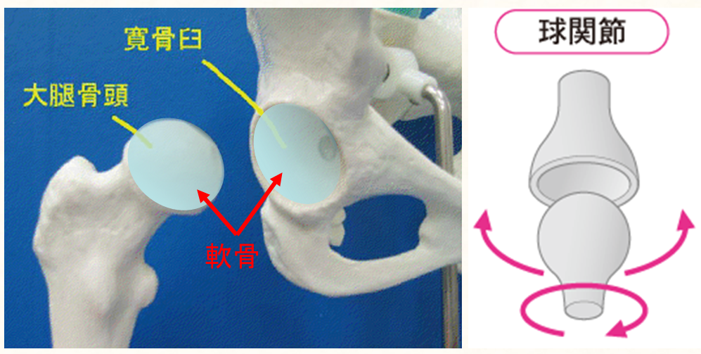 股関節の構造図