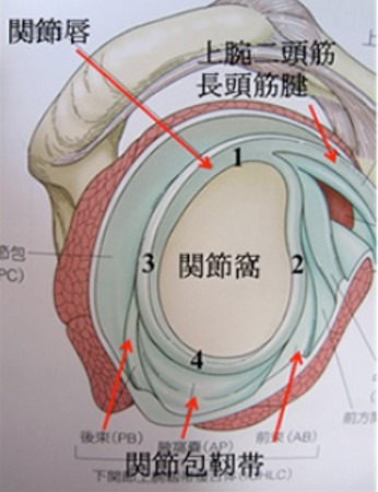 肩関節の解剖図