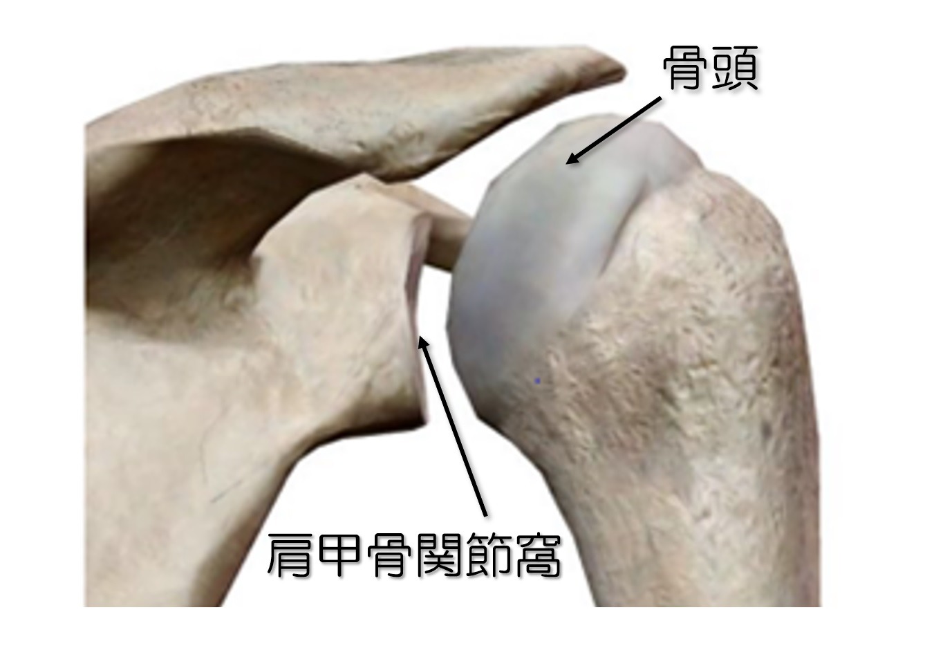 肩関節と求心位