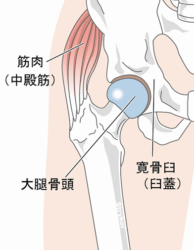 股関節と股関節疾患
